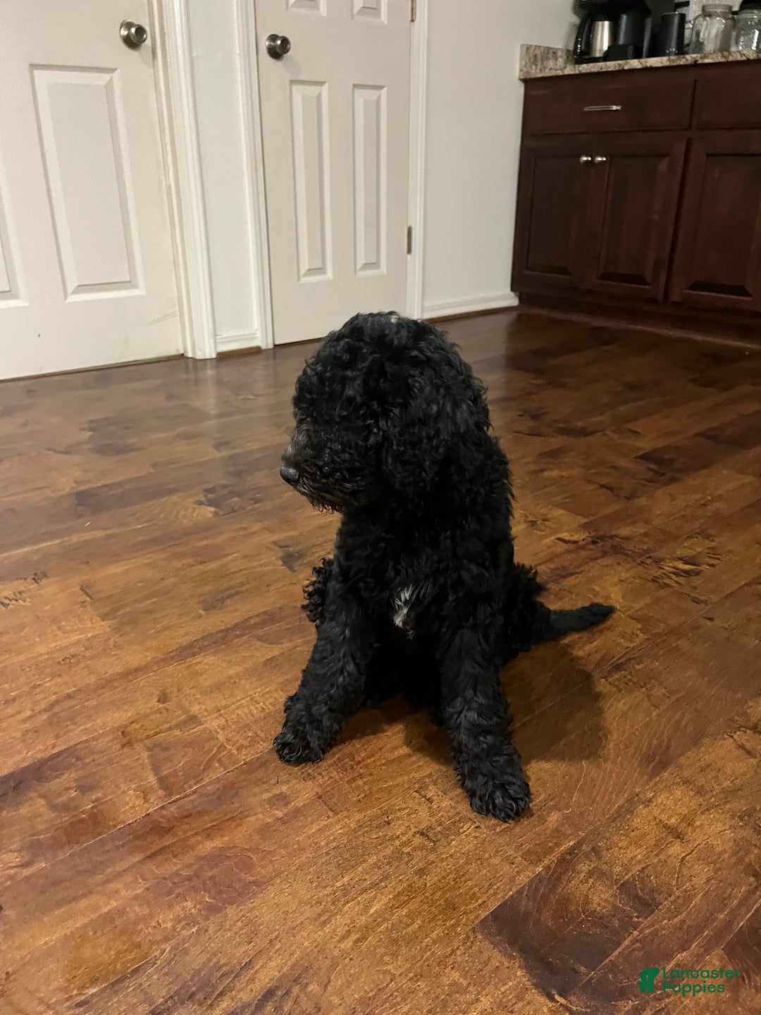 Mixed Breed dogs for sale: Doubledoodle Female Puppy - Ad 3