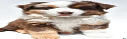 Miniature Australian Shepherd dogs for sale: Monica - Ad 10