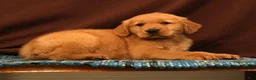 Golden Retriever dogs for sale: Scott - Ad 5