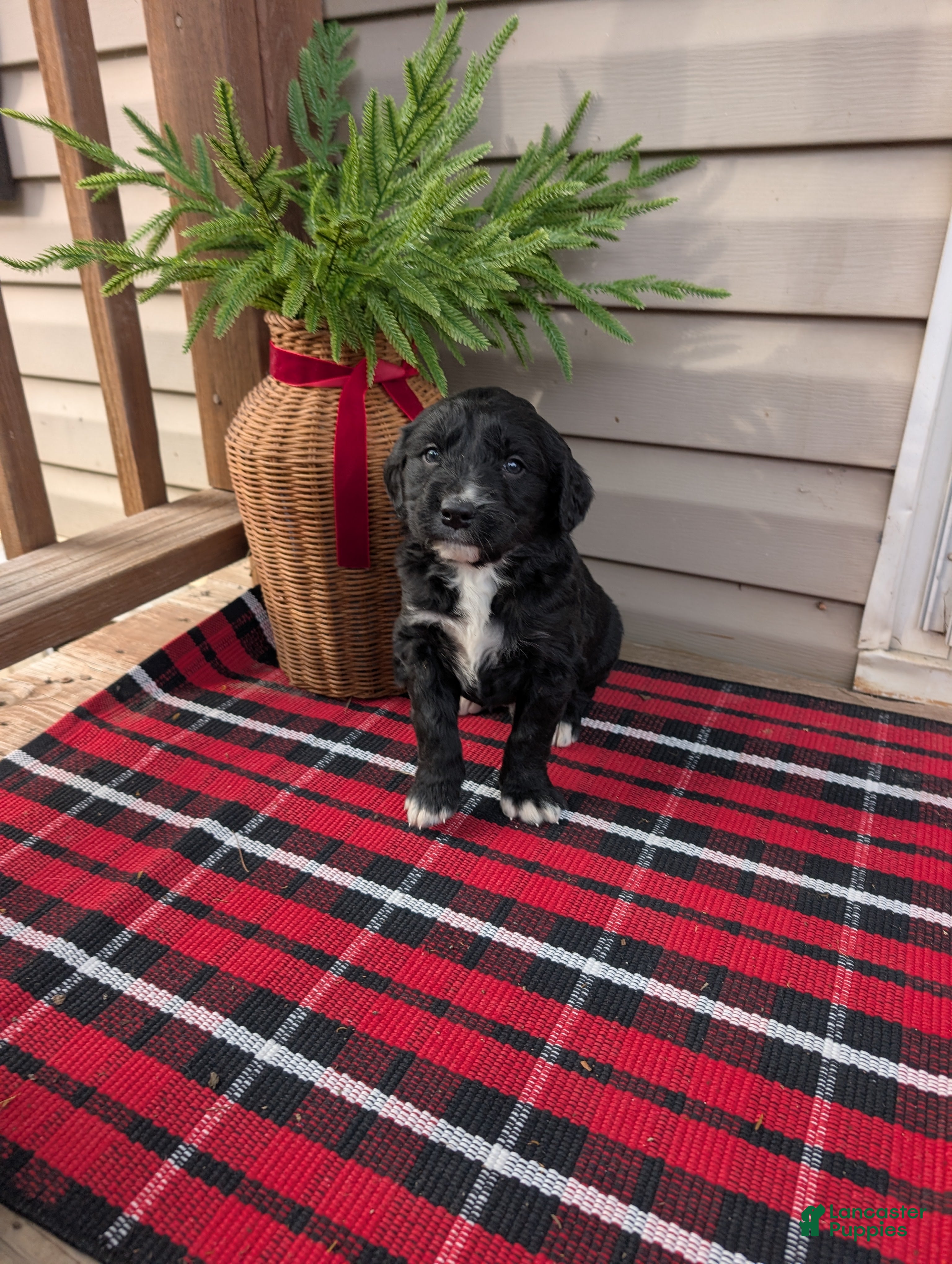 Mixed Breed dogs Chloe  - Ad 29