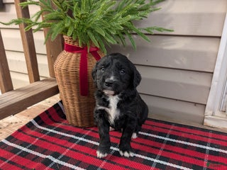 Mixed Breed dogs Chloe - Ad 10