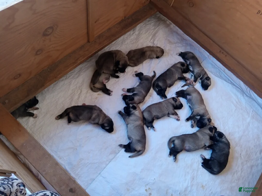 Anatolian Shepherd dogs for sale: Anatolian Shepherd 9 - Ad 1