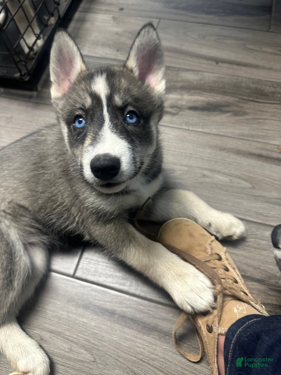 Siberian Husky dogs for sale: Siberian Husky Puppy 6 - Ad 2
