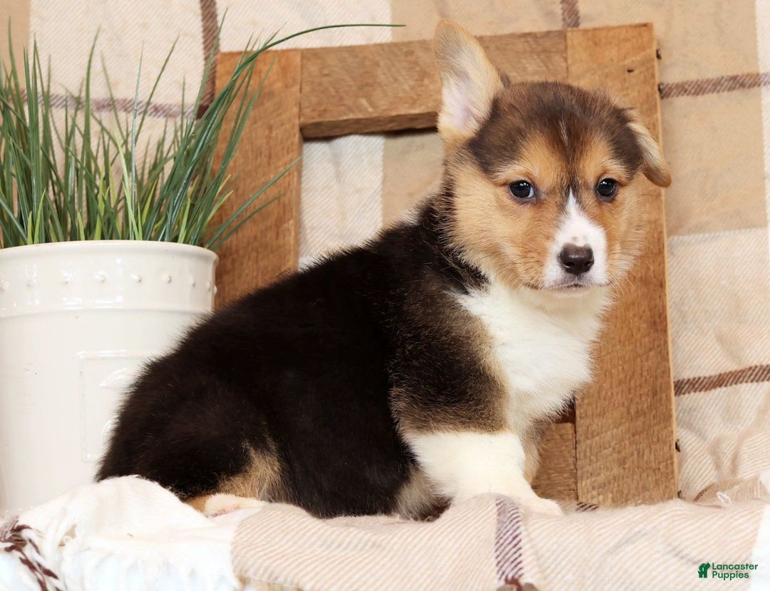 Welsh Corgi Pembroke dogs for sale: Callie - Ad 3