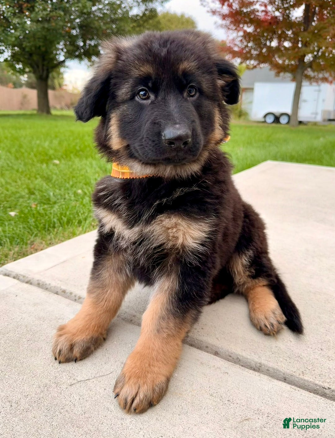 Bear for sale in Greenfield Lancaster Puppies