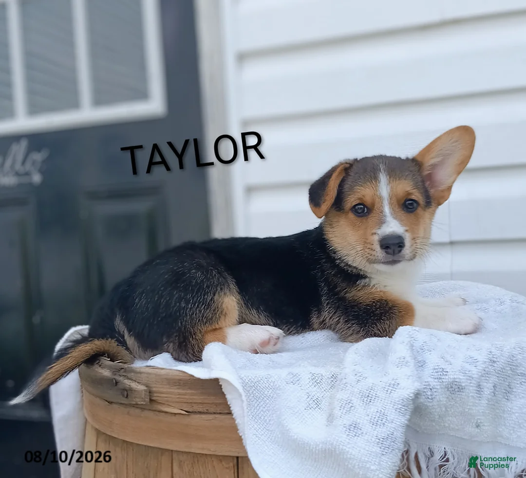 Welsh Corgi Pembroke dogs for sale: Taylor - Ad 1
