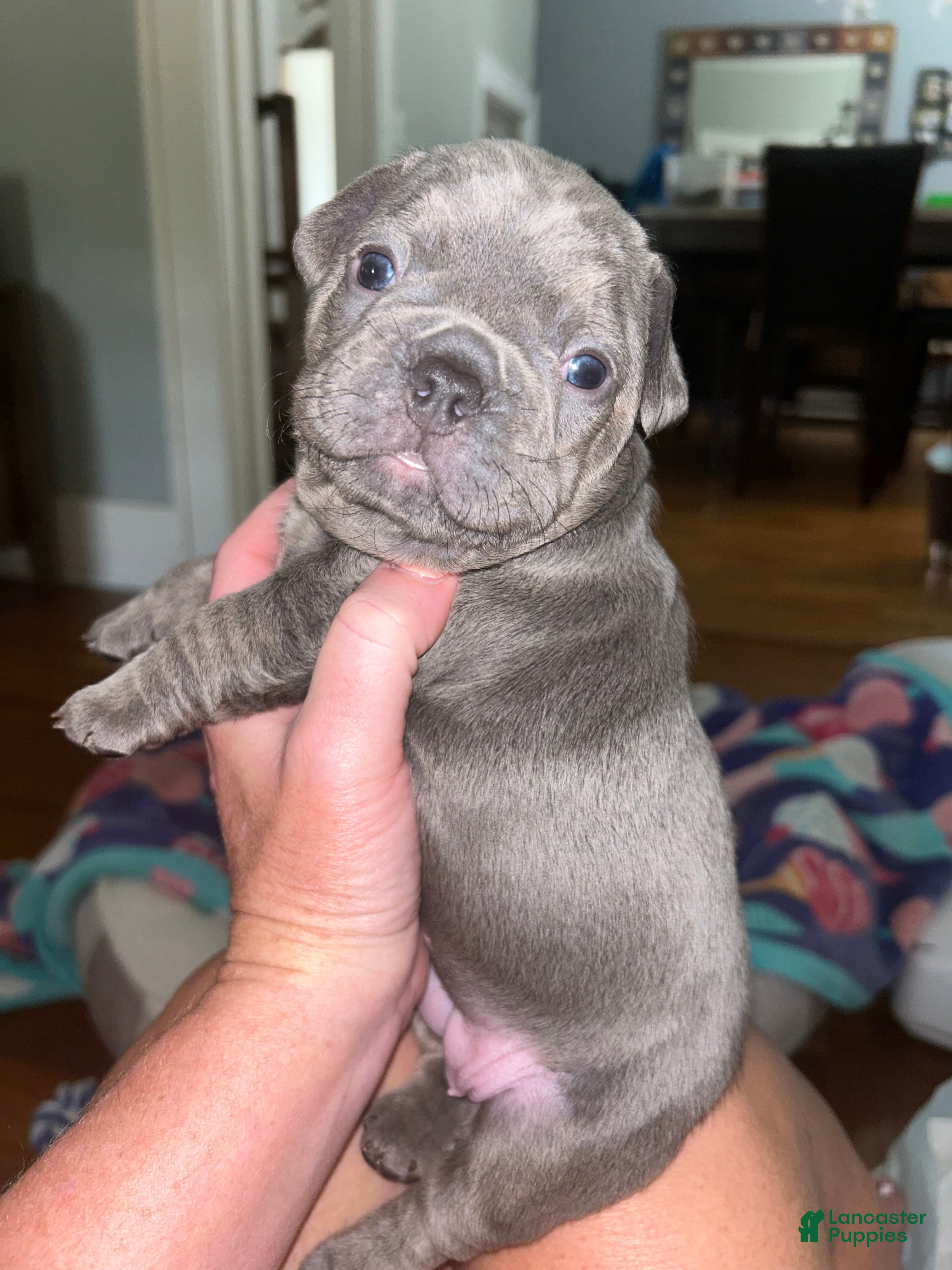 French Bulldog dogs French Bulldog 3 - Ad 1