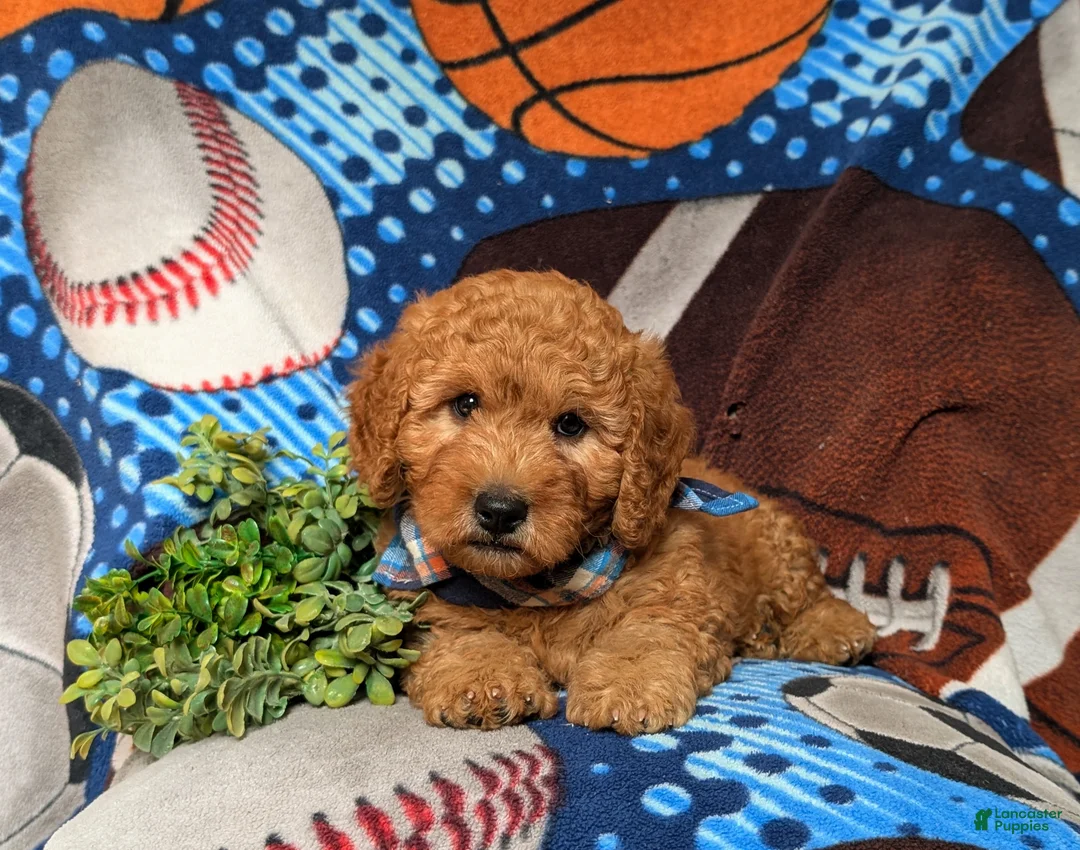 Goldendoodle dogs for sale: Dempsey Hypoallergenic - Ad 7
