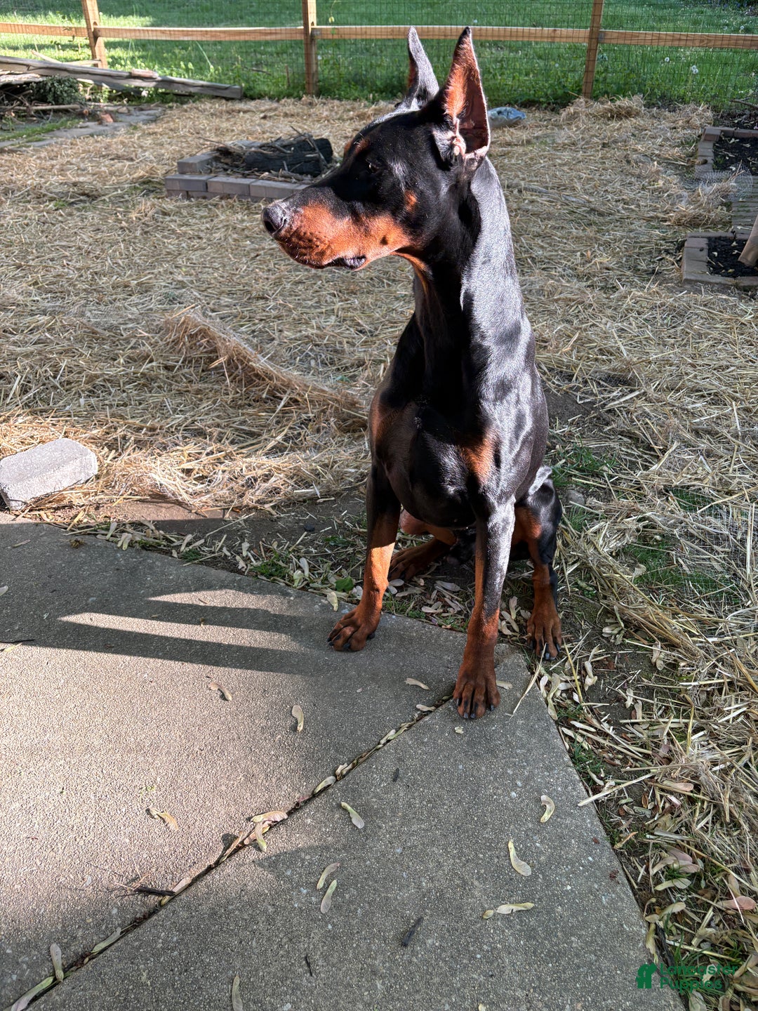 Gallery Image {{count}}