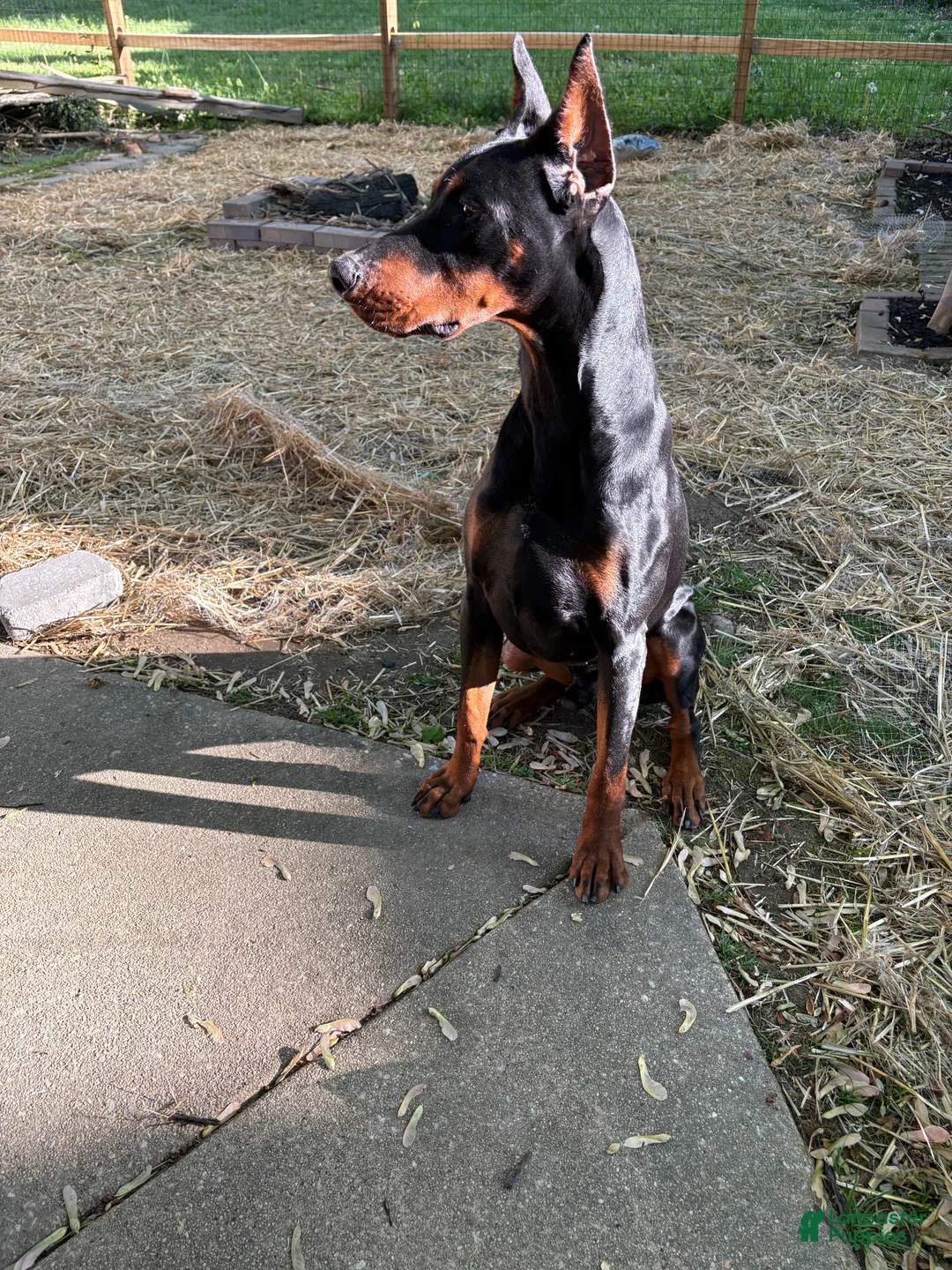 Gallery Image {{count}}