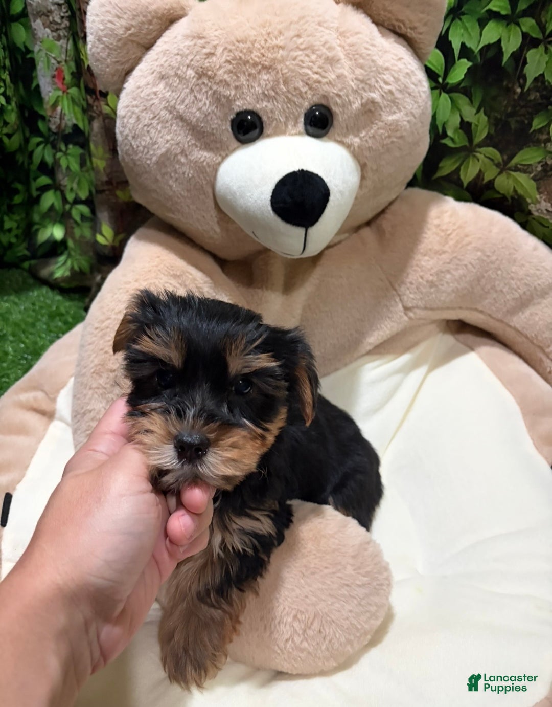 Yorkshire Terrier dogs for sale: OC - Ad 1