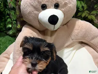 Yorkshire Terrier dogs OC - Ad 26