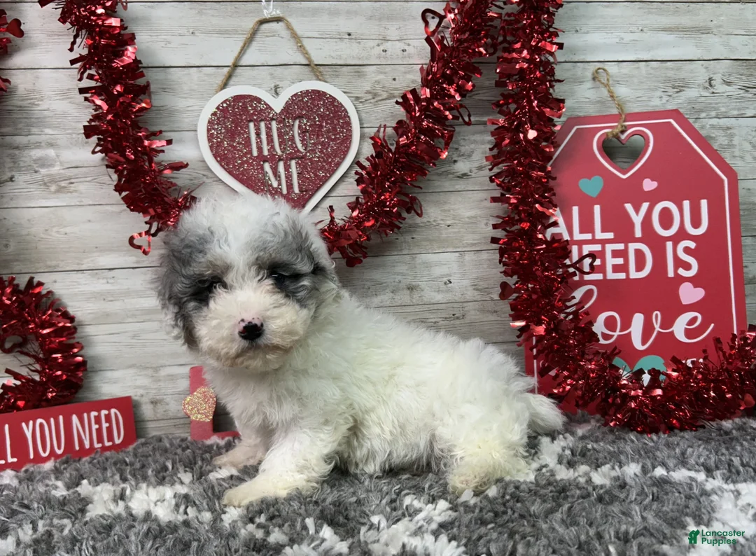 Miniature Poodle dogs for sale: Logan - Ad 6