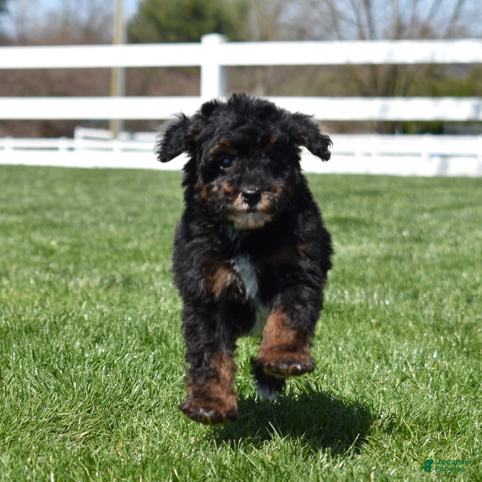 Miniature Poodle dogs Jasper  - Ad 2