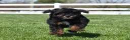 Miniature Poodle dogs for sale: Jasper  - Ad 2