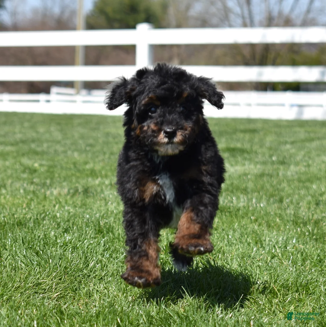 Miniature Poodle dogs for sale: Jasper  - Ad 2