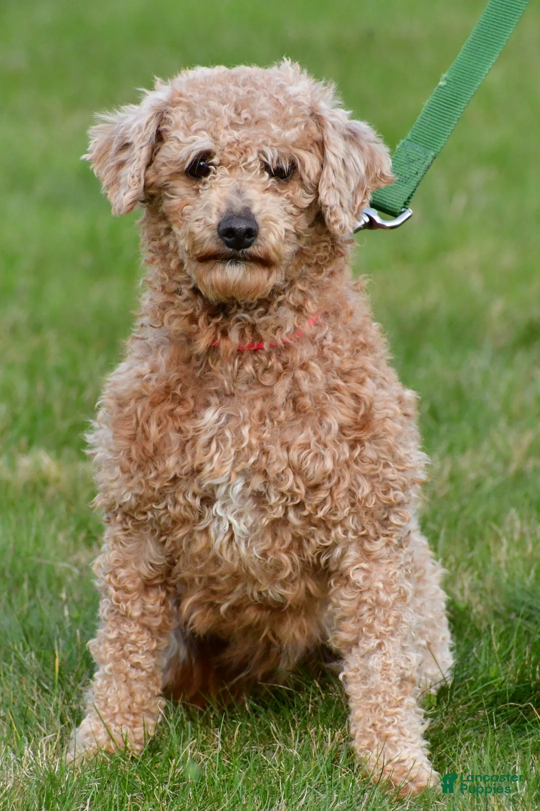 Miniature Poodle dogs for sale: Max - Ad 8