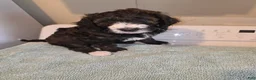 Bernedoodle dogs for sale: Skye - Ad 1