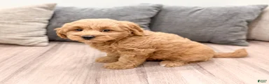 Benji