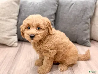 Mini Goldendoodle dogs for sale: Benji - Ad 1