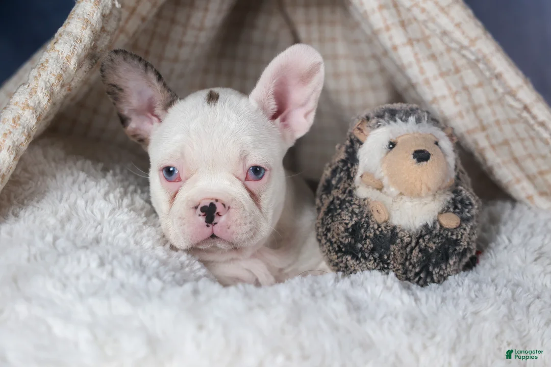 Frenchton dogs for sale: IZZY - Ad 3