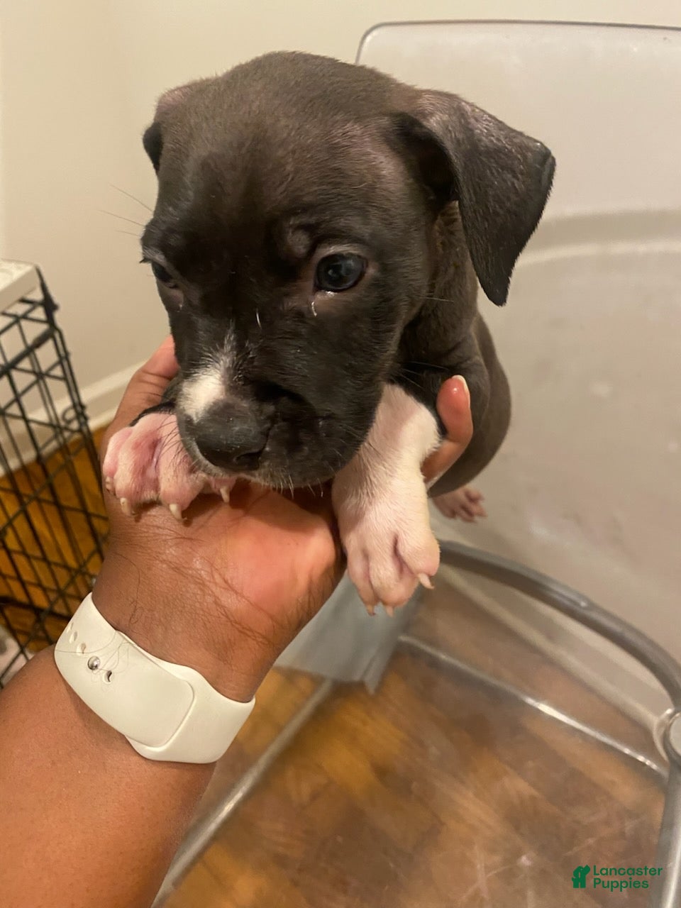 American Bully dogs Boy 2 - Ad 2