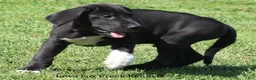 Great Dane dogs for sale: Max - Ad 3