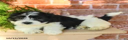 Havanese dogs for sale: Luka - Ad 3