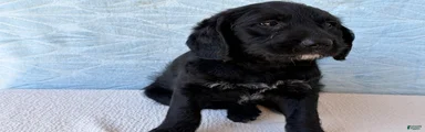 Labradoodle 4