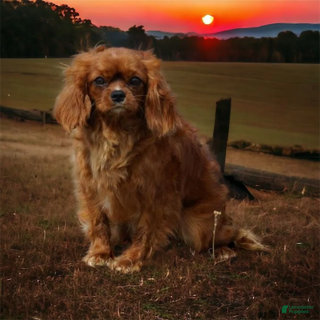 Cavapoo dogs for sale: Flint - Ad 3