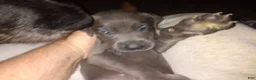Great Dane dogs for sale: Great Dane 1 - Ad 3