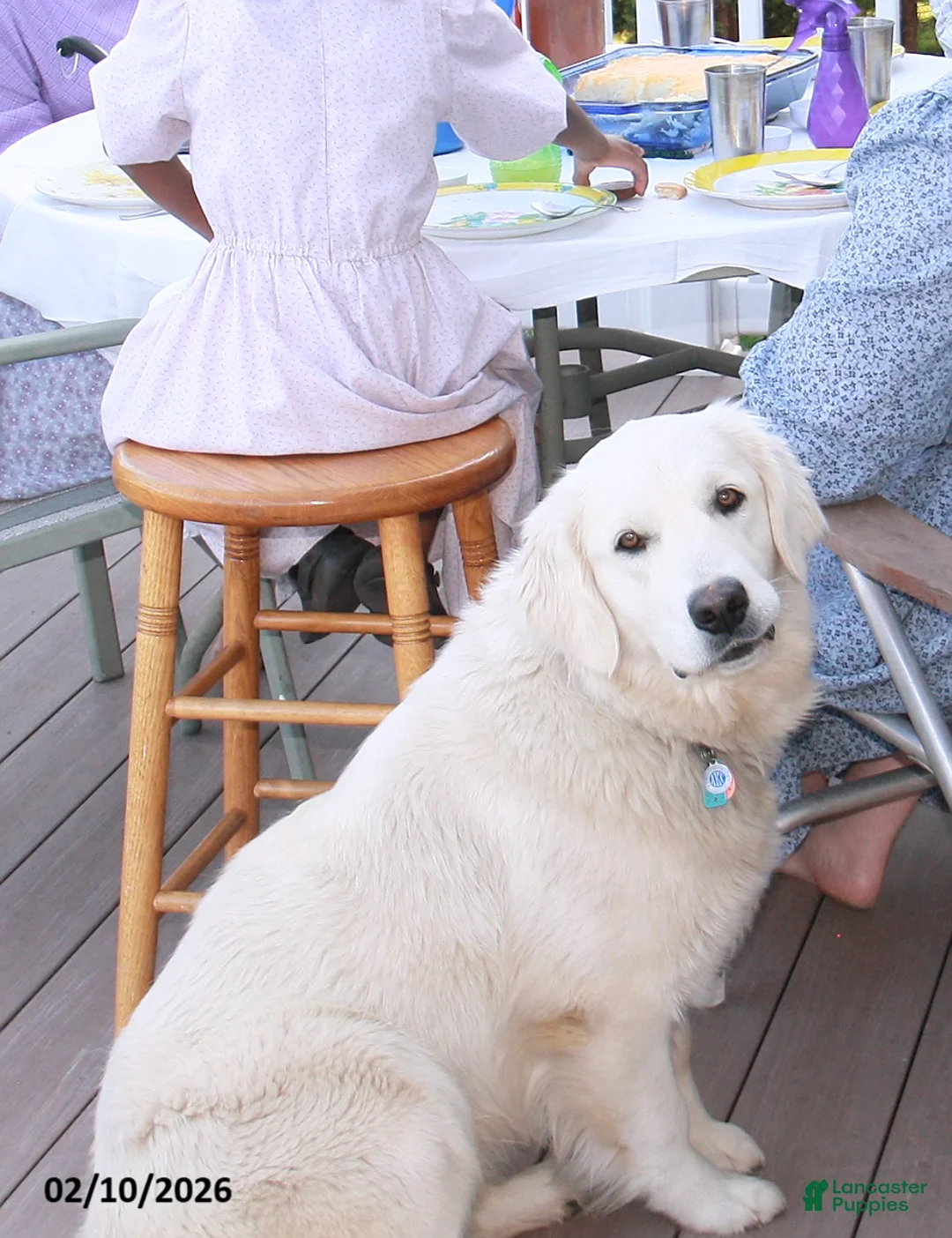 Golden Retriever dogs for sale: Candy - Ad 13