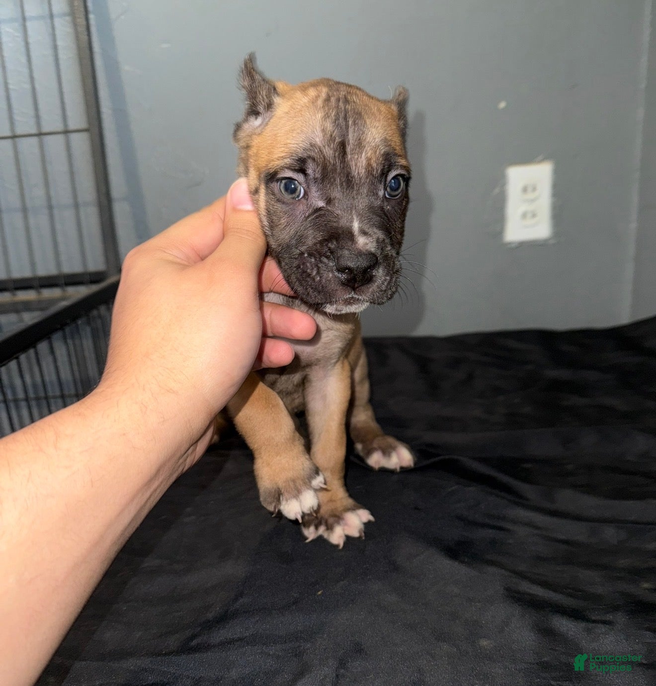 Cane Corso dogs Zion - Ad 34