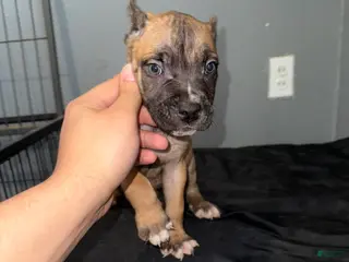 Cane Corso dogs Zion - Ad 34