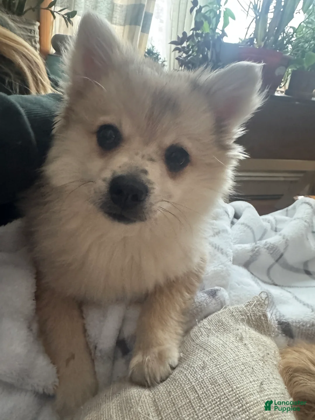 Pomeranian dogs for sale: Gunther - Ad 6