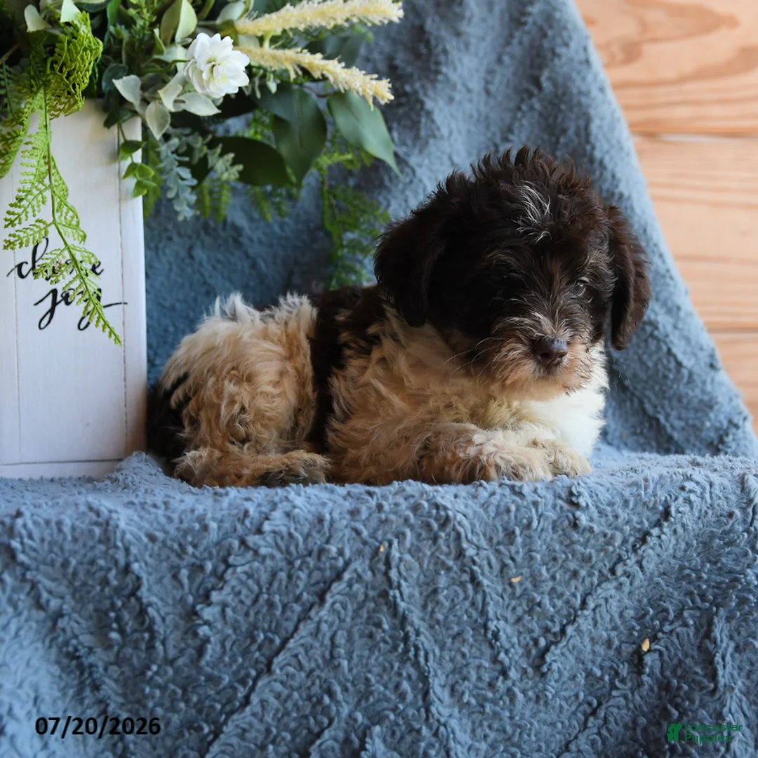 Schnoodle dogs for sale: Otis - Ad 2
