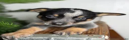 Australian Cattle Dog dogs for sale: Dusty - Ad 6