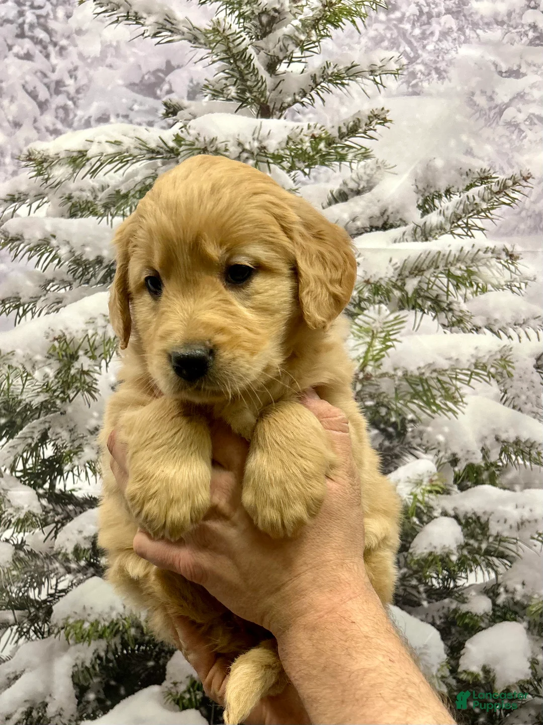 Golden Retriever dogs for sale: Honey - Ad 2