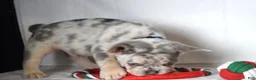 French Bulldog dogs for sale: Tucker - Ad 8