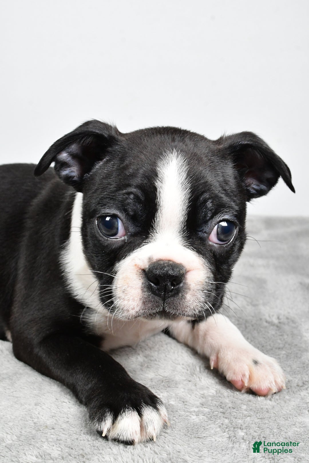 Boston Terrier dogs for sale: Molly - Ad 6