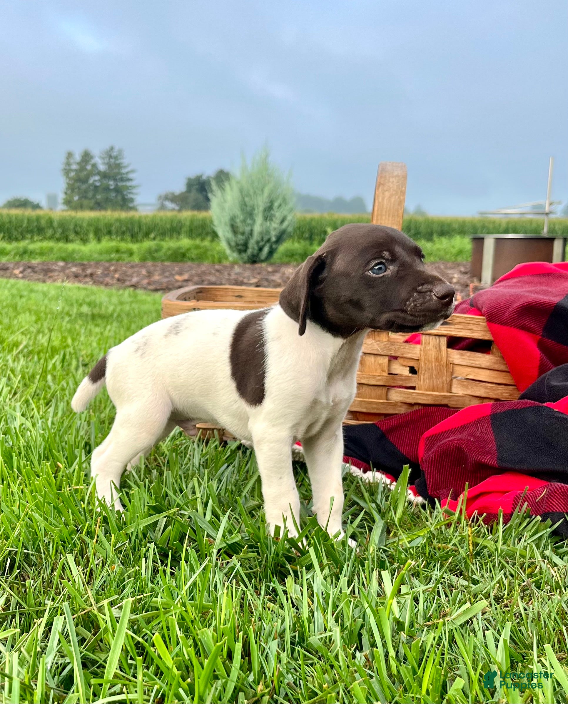 German Shorthaired Pointer dogs Rowdy❤️Akc🐾 Text or call today - Ad 2
