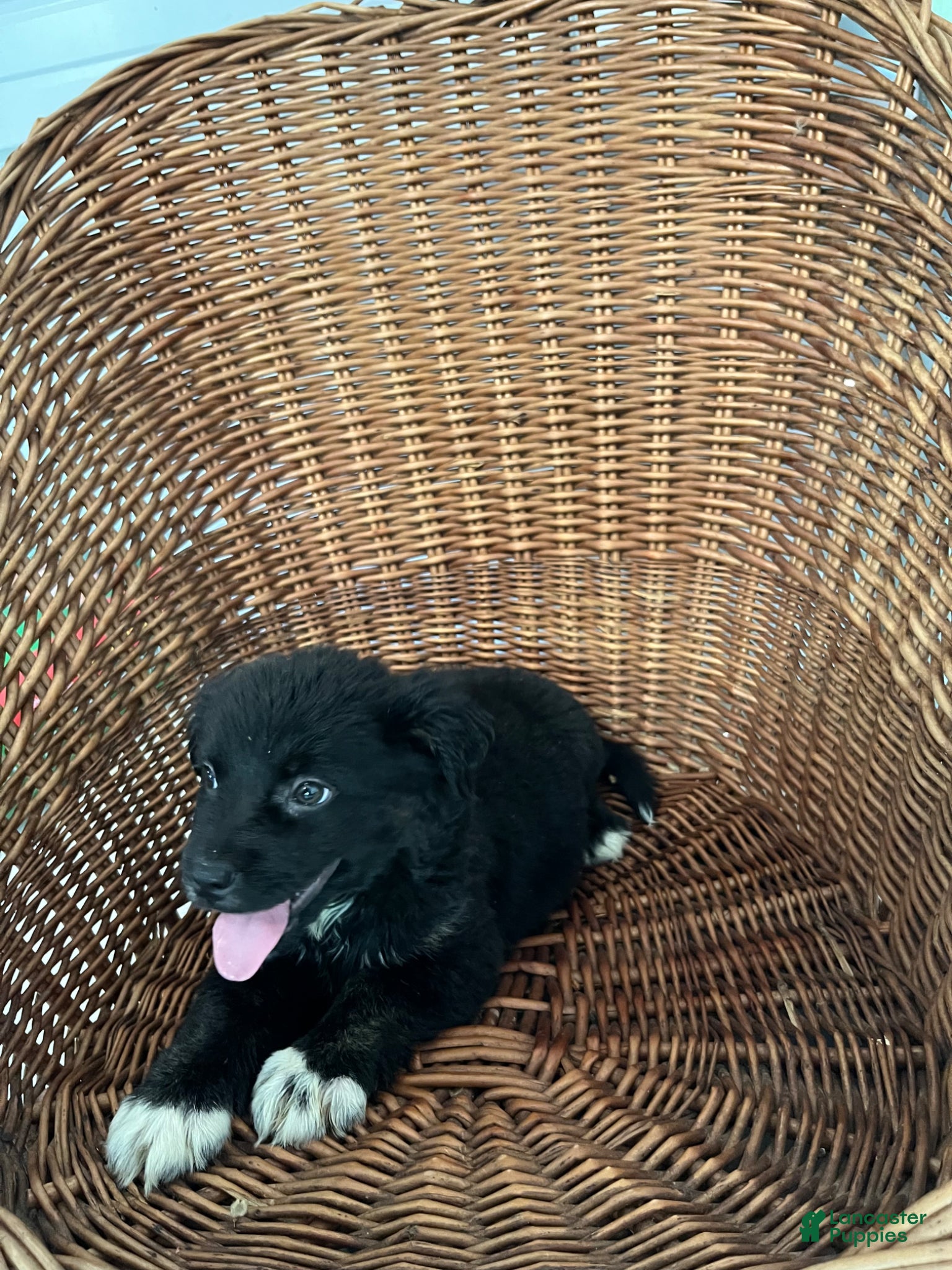 Golden Shepherd dogs Rosie - Ad 2