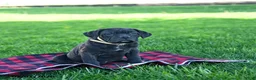 Cane Corso dogs for sale: Indie - Ad 2