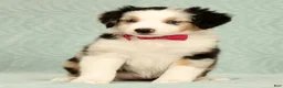 Miniature Australian Shepherd dogs for sale: Remi - Ad 4