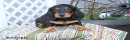 Miniature Dachshund dogs for sale: Fudge - Ad 2