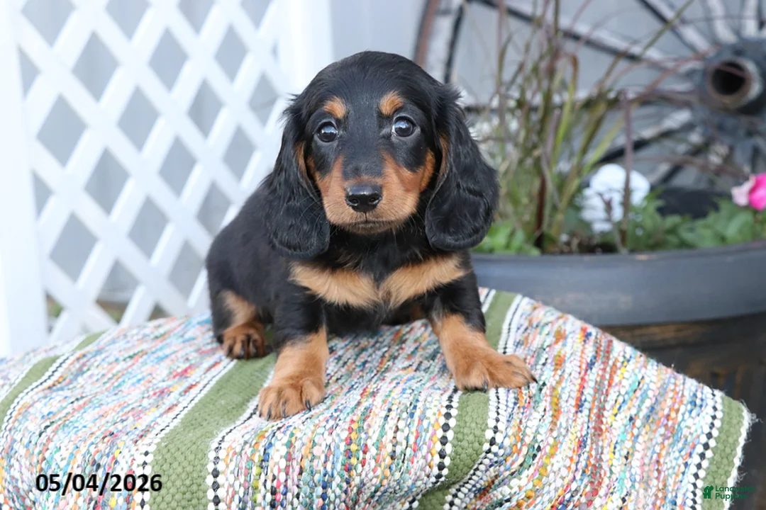 Miniature Dachshund dogs for sale: Fudge - Ad 2