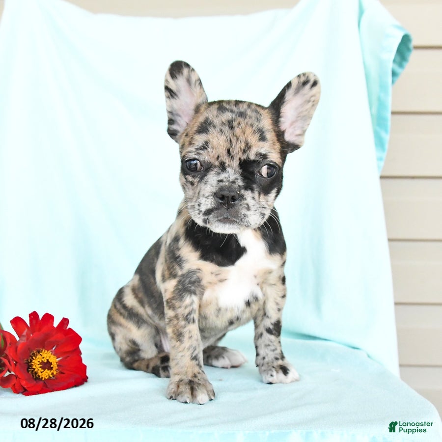French Bulldog dogs Lilac - Ad 2