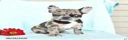 French Bulldog dogs for sale: Lilac - Ad 2