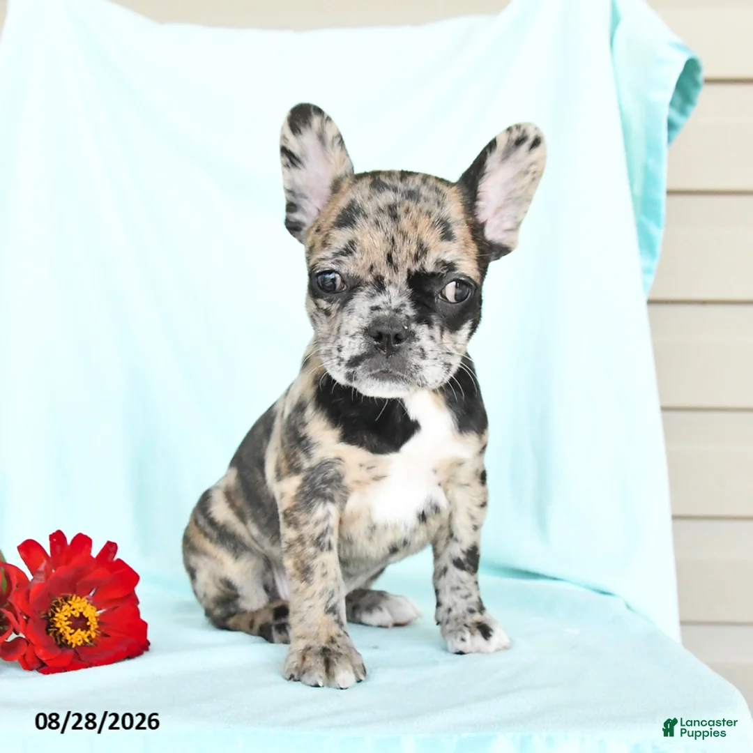 French Bulldog dogs for sale: Lilac - Ad 2