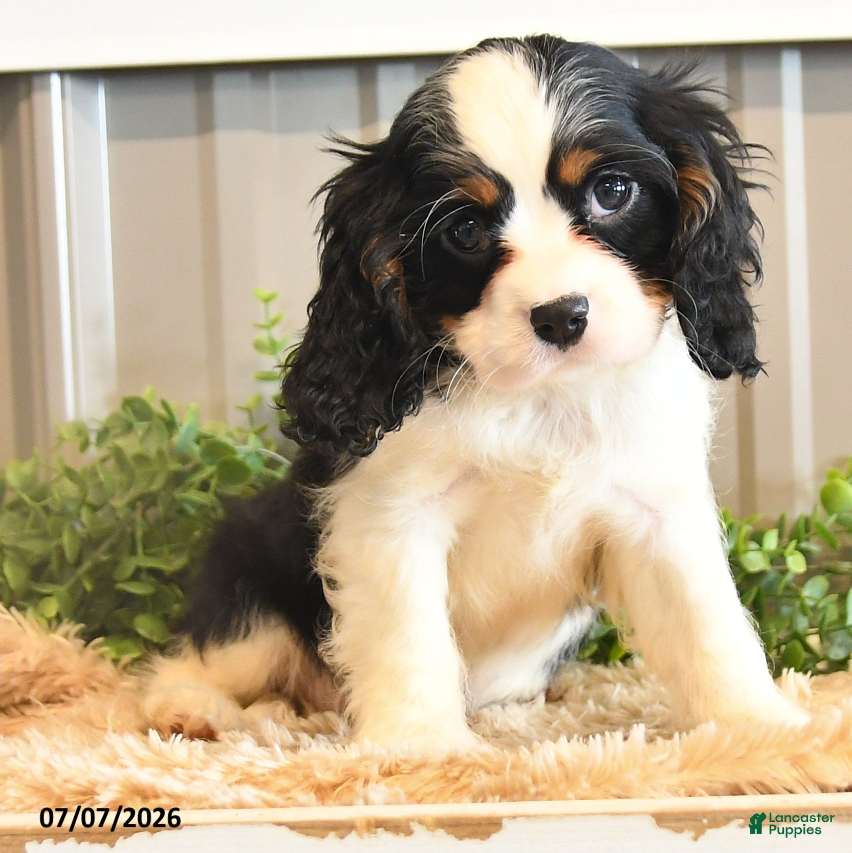 Cavalier King Charles Spaniel dogs Keller - Ad 2